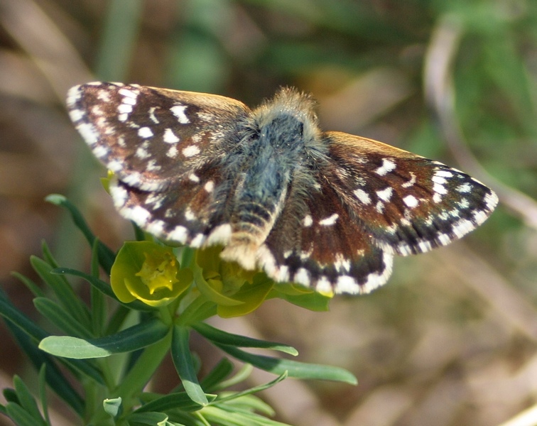 Hesperiidae - Spialia sertorius